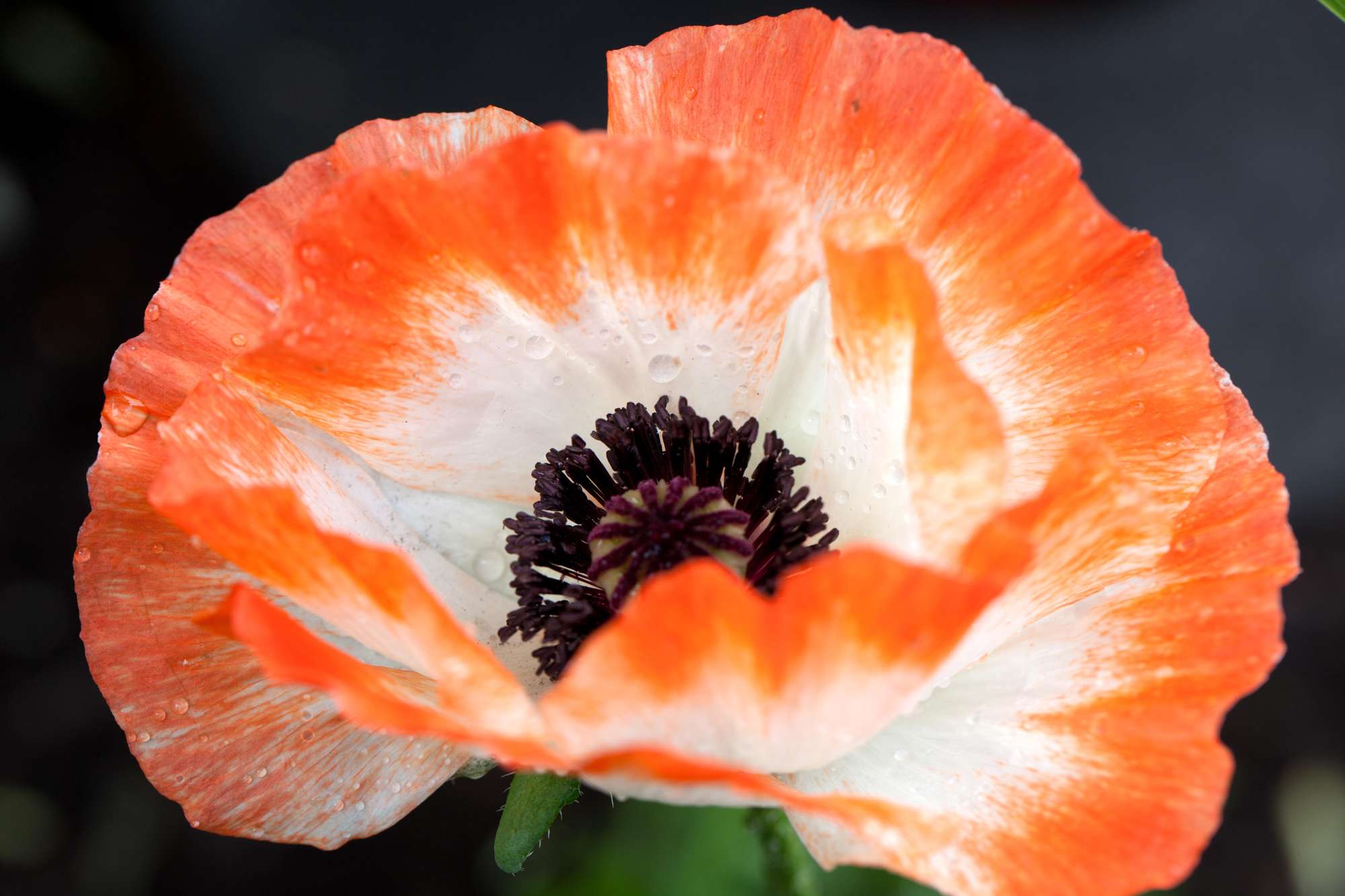 Jättevallmo 'Picotee'